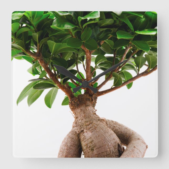 Horloge Carrée Ficus Ginseng (Recto)
