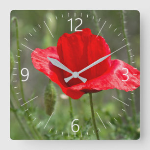 Horloge Carrée Fleur de pavot rouge sauvage