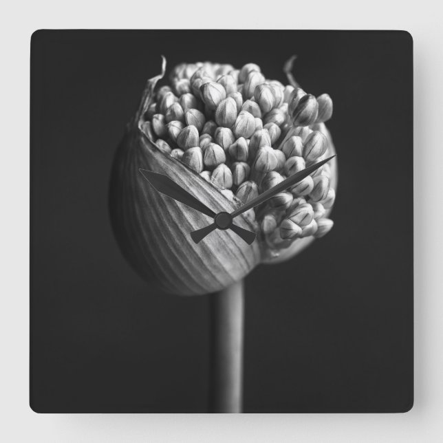 Horloge Carrée Fleurs | B&W Allium Flower Bud (Recto)