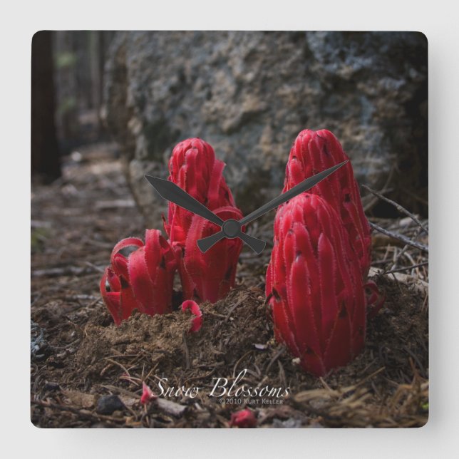 Horloge Carrée Fleurs de neige (Recto)