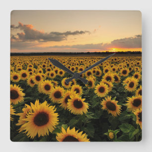 Horloge Carrée Fleurs   Terrain de tournesol