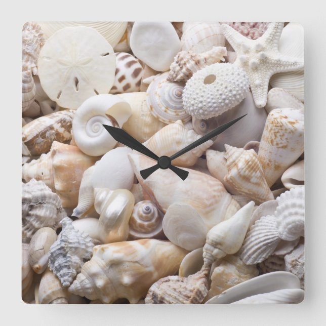 Horloge Carrée Florida Sea Shell Arrière - plan - Beach Shells Cu (Recto)
