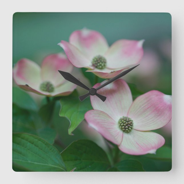 Horloge Carrée Flowers (homonymie) | Blossoms de Dogwood (Recto)