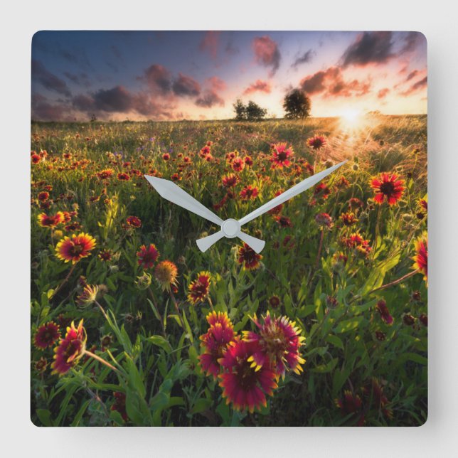 Horloge Carrée Flowers | Indian Blanket Wildflower Texas (Recto)