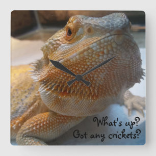 Horloge Carrée Funny Orange Bearded Dragon Close