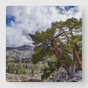 Horloge Carrée Genévrier de la Sierra et arbres à feuilles persis