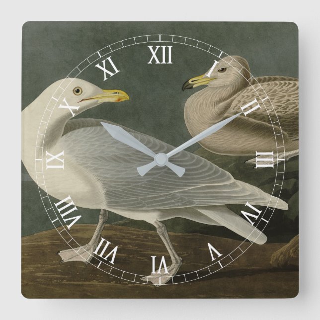 Horloge Carrée Goéland de Burgomaster - d'Audubon's Birds of Amer (Recto)