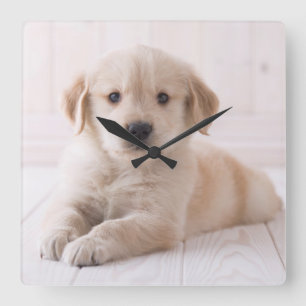 Horloge Carrée Golden retriever se couchant