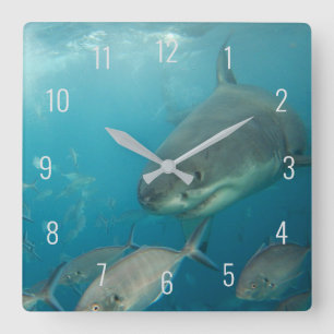 Horloge Carrée Grand requin blanc près sous l'eau Australie