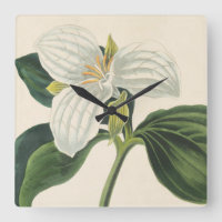 Grand Trillium fleuri