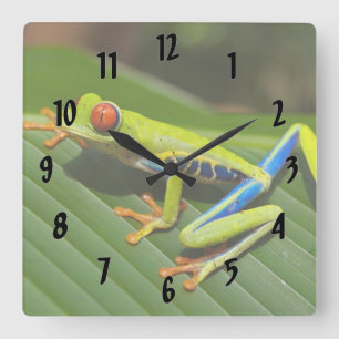 Horloge Carrée Grenouille arboricole colorée