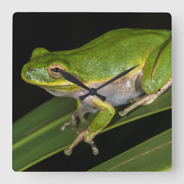 Horloge Carrée Grenouille d'arbre verte (Hyla cinerea) 2 (Recto)