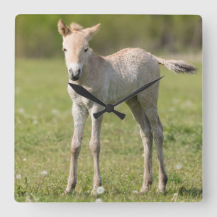 Horloge Carrée Horse foal, Hungary