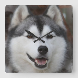 Horloge Carrée Husky Dog  Clock