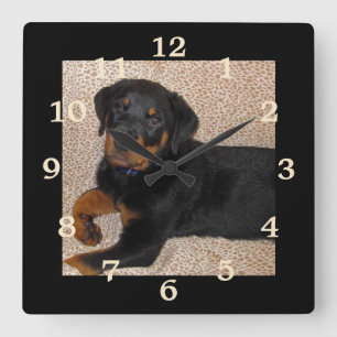 Horloge Carrée Irresistible Rottweiler Puppy Numbered Wall Clock