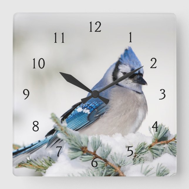 Horloge Carrée Jay bleu dans le cèdre bleu Atlas (Recto)