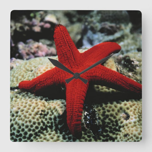 Horloge Carrée La Mer Rouge des poissons | d'étoile (Recto)