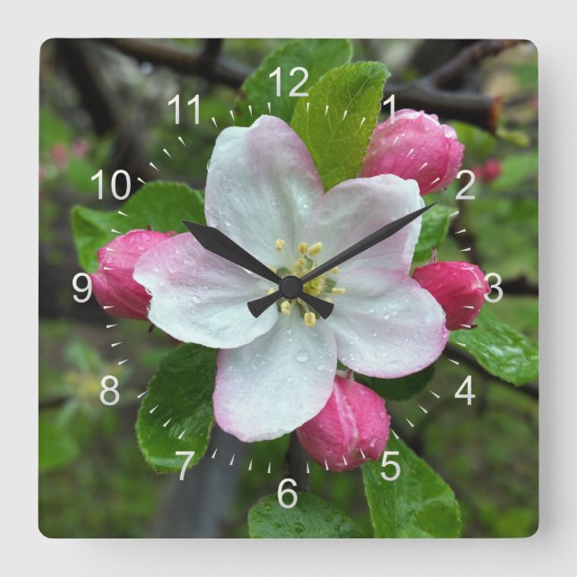 Horloge Carrée La pluie tombe sur une petite fleur (Recto)