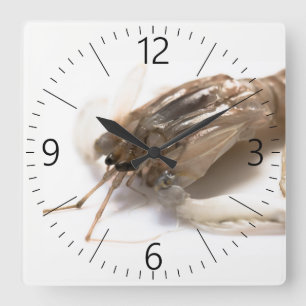 Horloge Carrée Langoustine