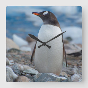 Horloge Carrée L'Antarctique. Port de Neko. Pingouin de Gentoo