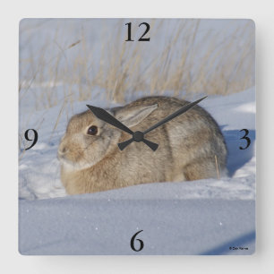 Horloge Carrée Lapin Cottontail R5 dans la neige