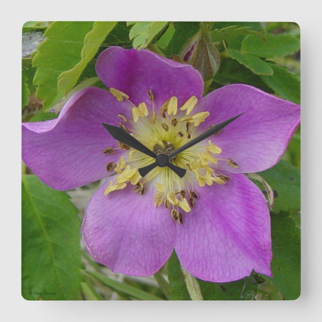 Horloge Carrée Le rose sauvage de F13 Alberta épineux s'est levé (Recto)