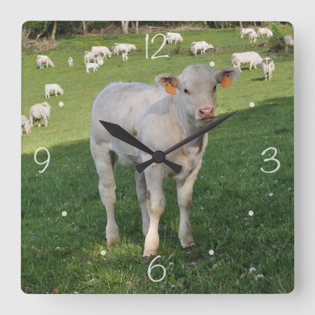 Horloge Carrée Le veau charolais (Recto)