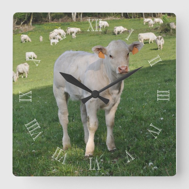 Horloge Carrée Le veau charolais dans un champ (Recto)