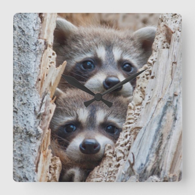Horloge Carrée Le Wyoming, le comté de Lincoln, raton laveur (Recto)
