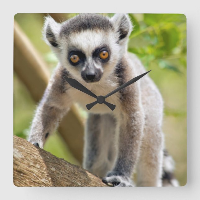Horloge Carrée Lemur de bébé (Recto)