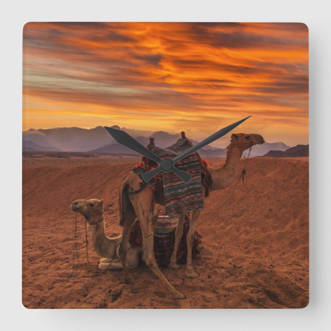 Horloge Carrée Les déserts | Bactrial Camel Egypte dune de sable (Recto)