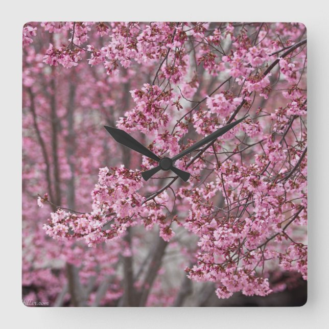 Horloge Carrée Les fleurs de cerisiers Sakura sont roses (Recto)