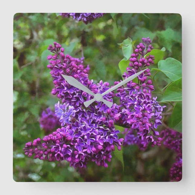 Horloge Carrée Lilacs pourpres le jour du printemps (Recto)