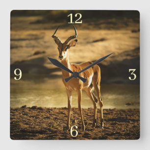 Horloge Carrée L'Impala de la faune africaine dans le lit des riv