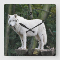 Loup blanc sauvage