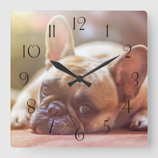 Horloge Carrée Magnifique bulldog français allongé (Recto)
