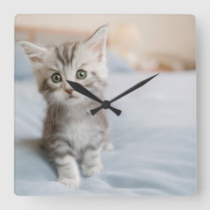 Horloge Carrée Maine Coon Kitten