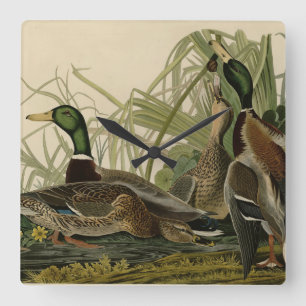 Horloge Carrée Mallard Duck from Audubon's Birds of America