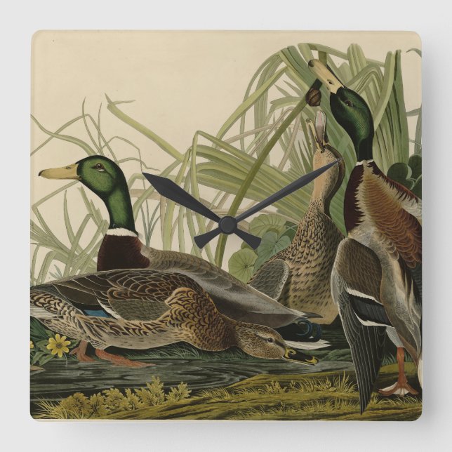 Horloge Carrée Mallard Duck from Audubon's Birds of America (Recto)