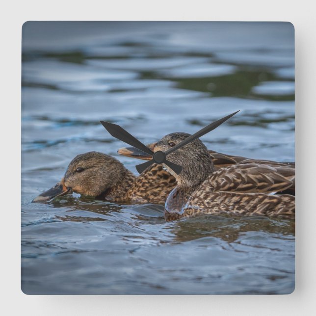 Horloge Carrée Mallard Ducklings (Recto)