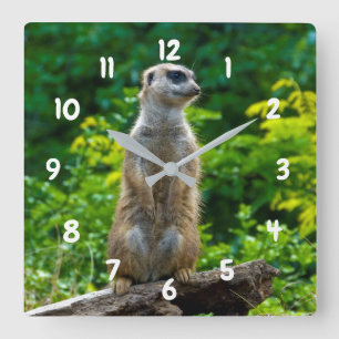 Horloge Carrée Meerkat