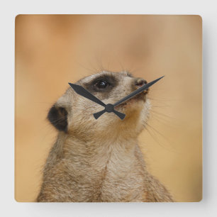 Horloge Carrée Meerkat 001 par JAMFoto