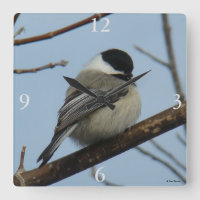 Mésange à tête noire B21