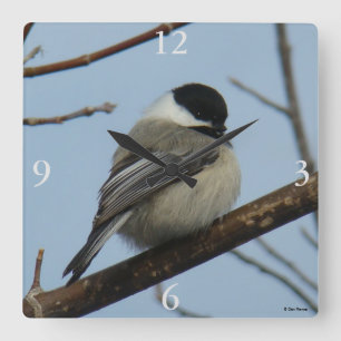 Horloge Carrée Mésange à tête noire B21