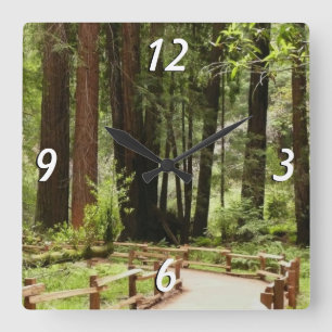 Horloge Carrée Muir Woods Chemin I Nature Photographie