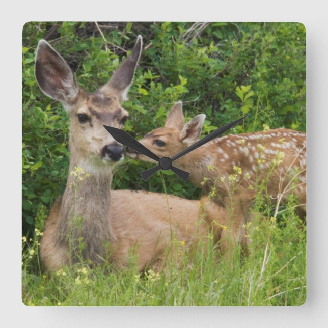 Horloge Carrée Mule Deer Doe avec Fawn (Recto)