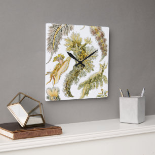 Horloge Carrée Nudibranches vintage, limaces de mer par Ernst Hae