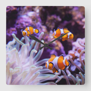 Horloge Carrée Ocellaris clownfish   Amphiprion ocellaris