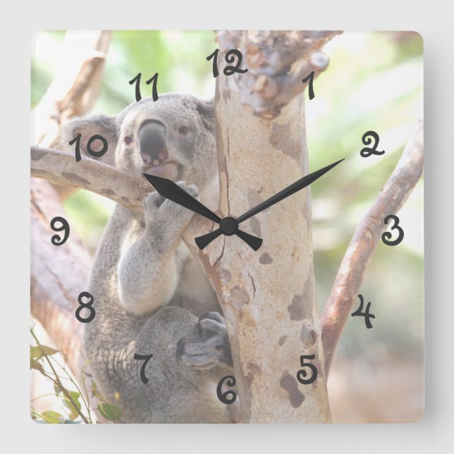 Horloge Carrée Ours De Koala Dans Un Arbre (Recto)