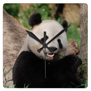Horloge Carrée Ours panda de sourire